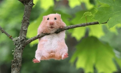 30+ meme chuột hamster đẹp cute, ngầu, hài hước nhất
